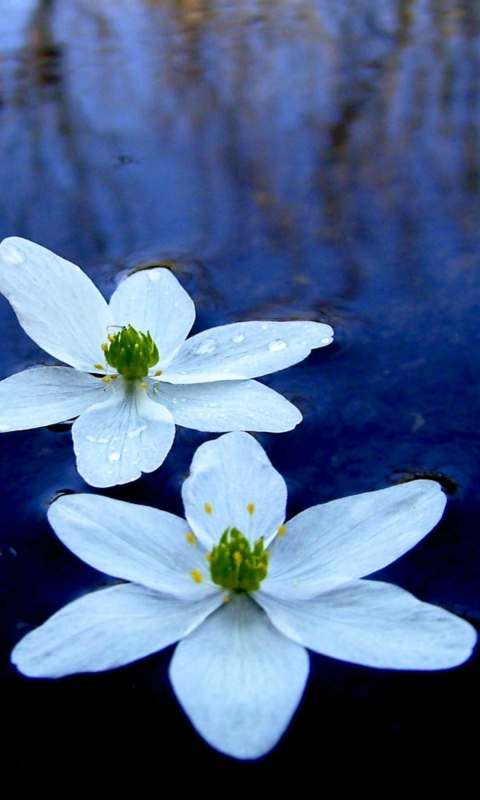 Обои Water Lilies 480x800