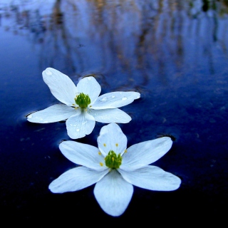 Water Lilies - Obrázkek zdarma pro 208x208