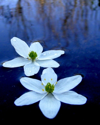 Water Lilies - Obrázkek zdarma pro Nokia C1-02