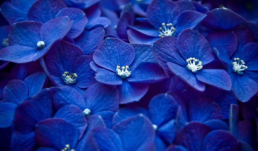 Обои Blue Flowers 1024x600