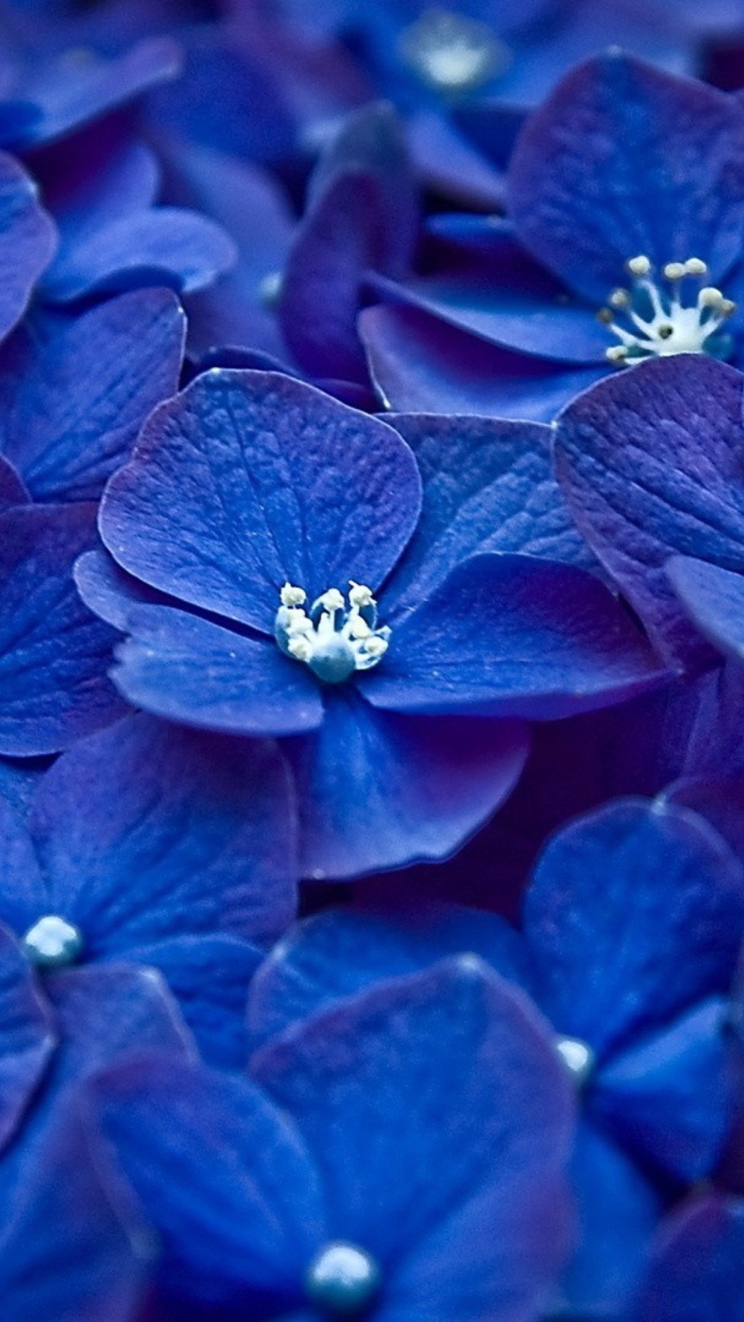 Das Blue Flowers Wallpaper 1080x1920
