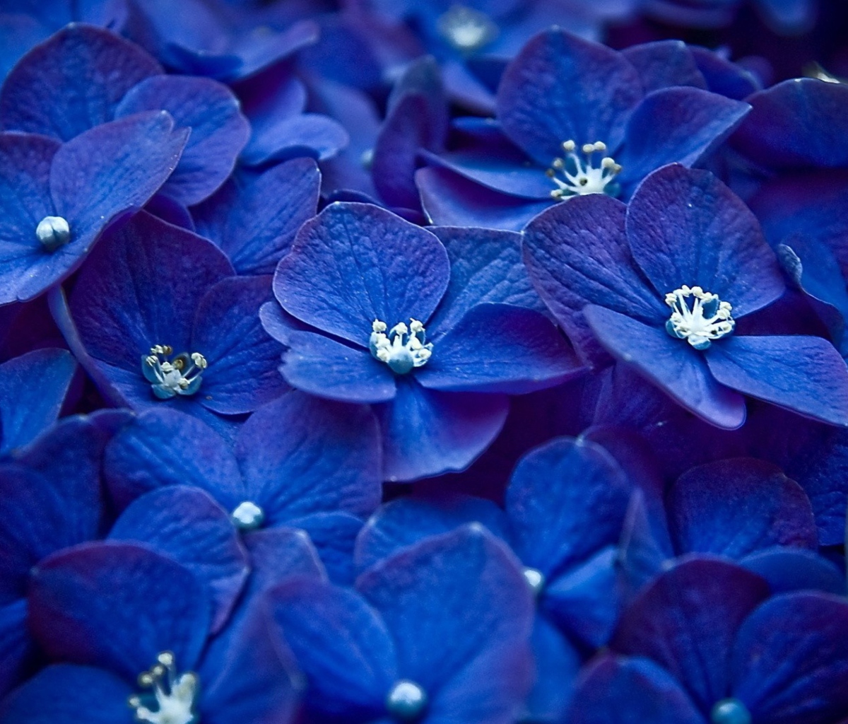 Обои Blue Flowers 1200x1024