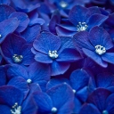 Обои Blue Flowers 128x128