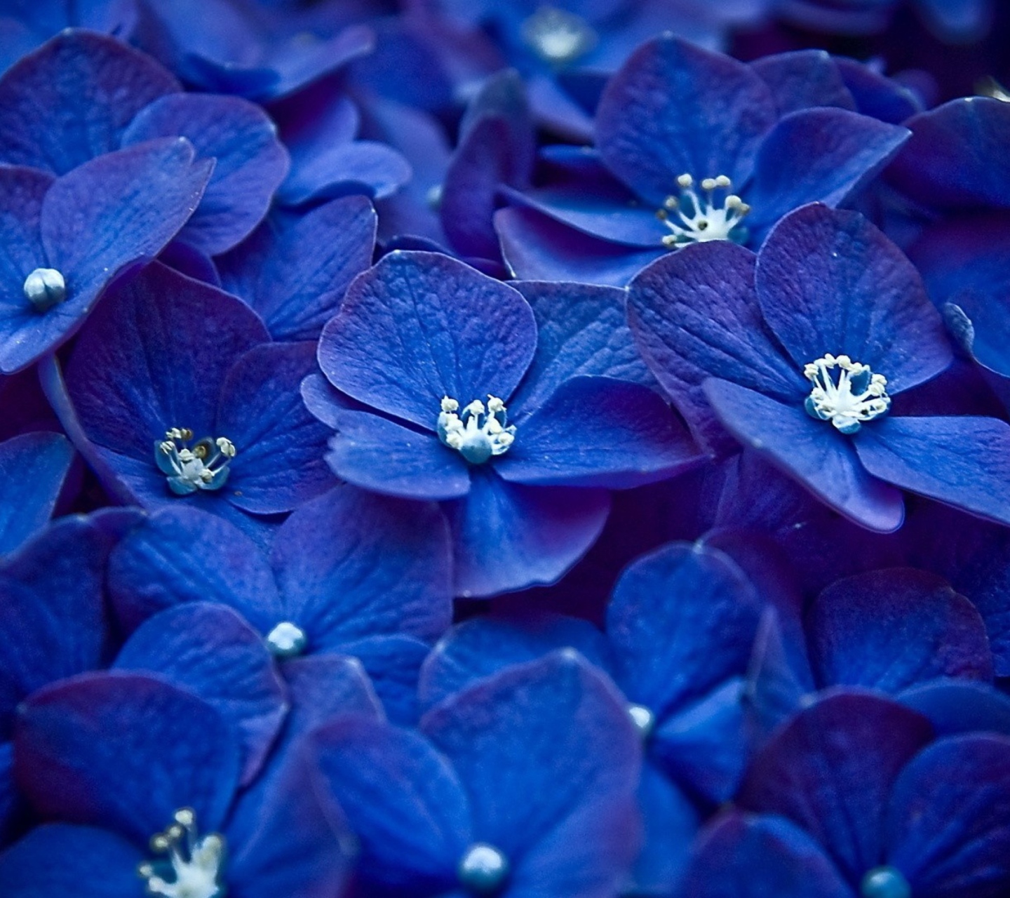 Обои Blue Flowers 1440x1280