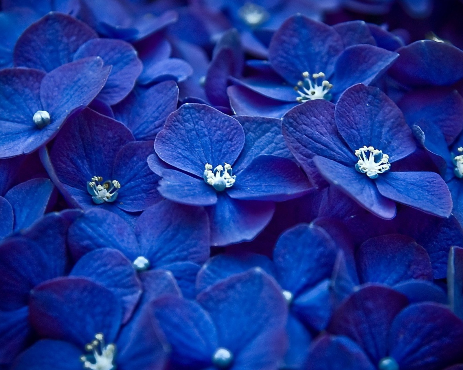 Обои Blue Flowers 1600x1280