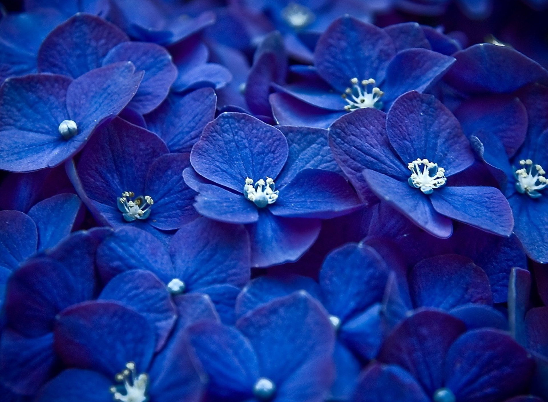 Fondo de pantalla Blue Flowers 1920x1408