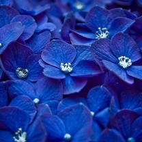 Обои Blue Flowers 208x208