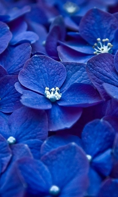 Blue Flowers wallpaper 240x400