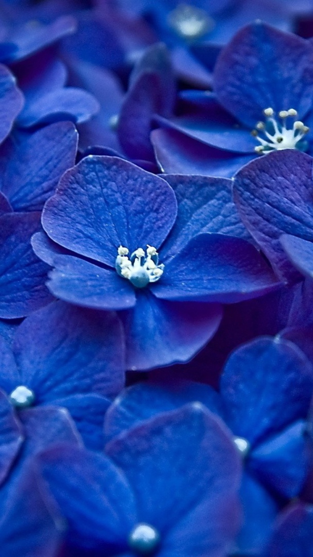 Das Blue Flowers Wallpaper 640x1136