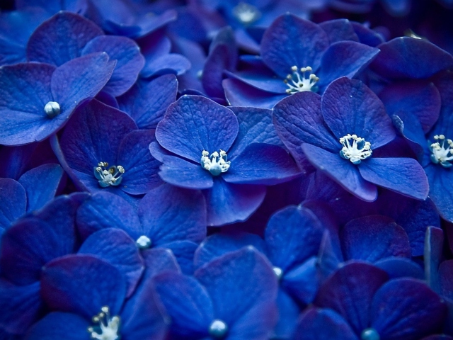 Обои Blue Flowers 640x480