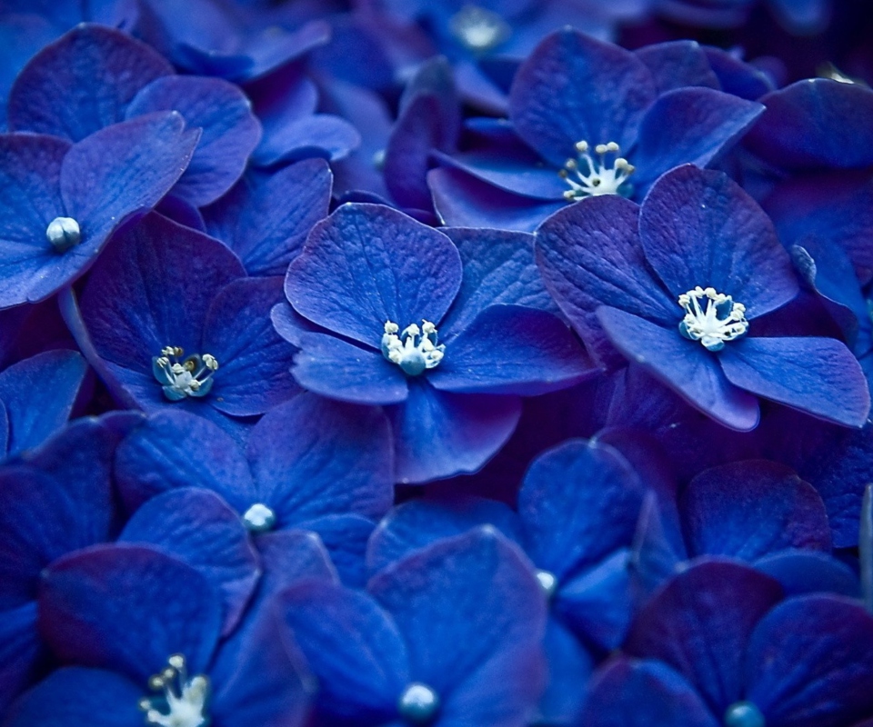 Das Blue Flowers Wallpaper 960x800