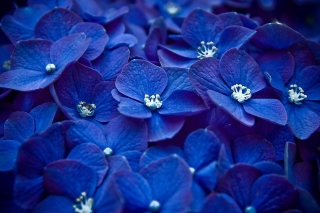 Kostenloses Blue Flowers Wallpaper für Android, iPhone und iPad