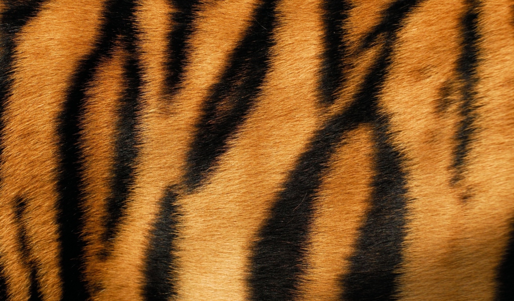 Tiger wallpaper 1024x600