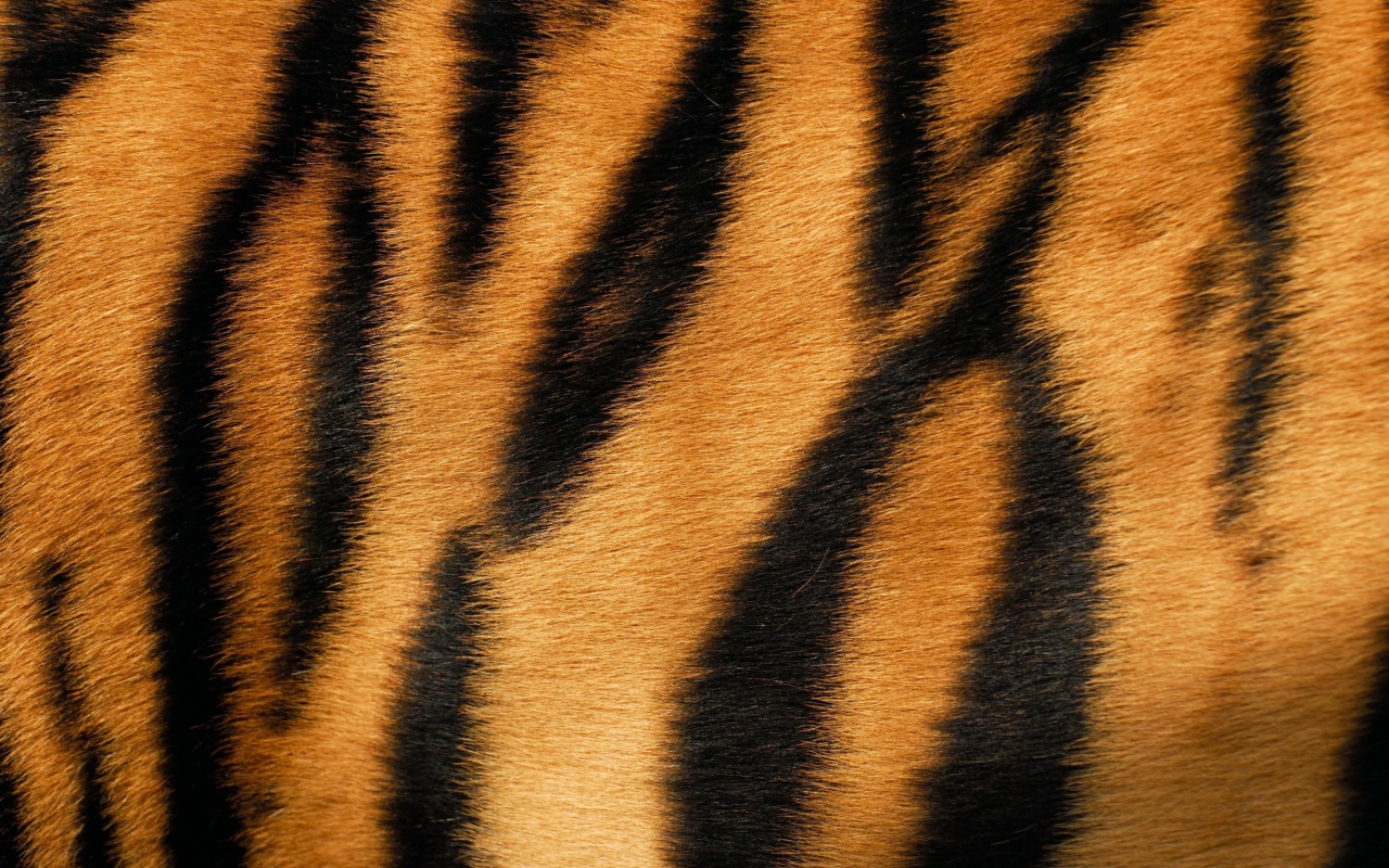 Das Tiger Wallpaper 1280x800