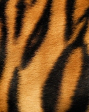 Tiger wallpaper 128x160