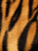 Fondo de pantalla Tiger 132x176