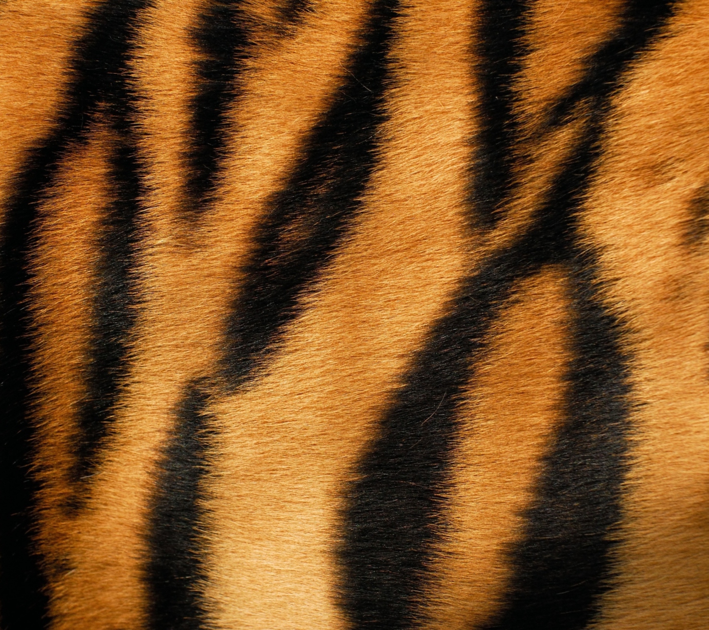 Fondo de pantalla Tiger 1440x1280