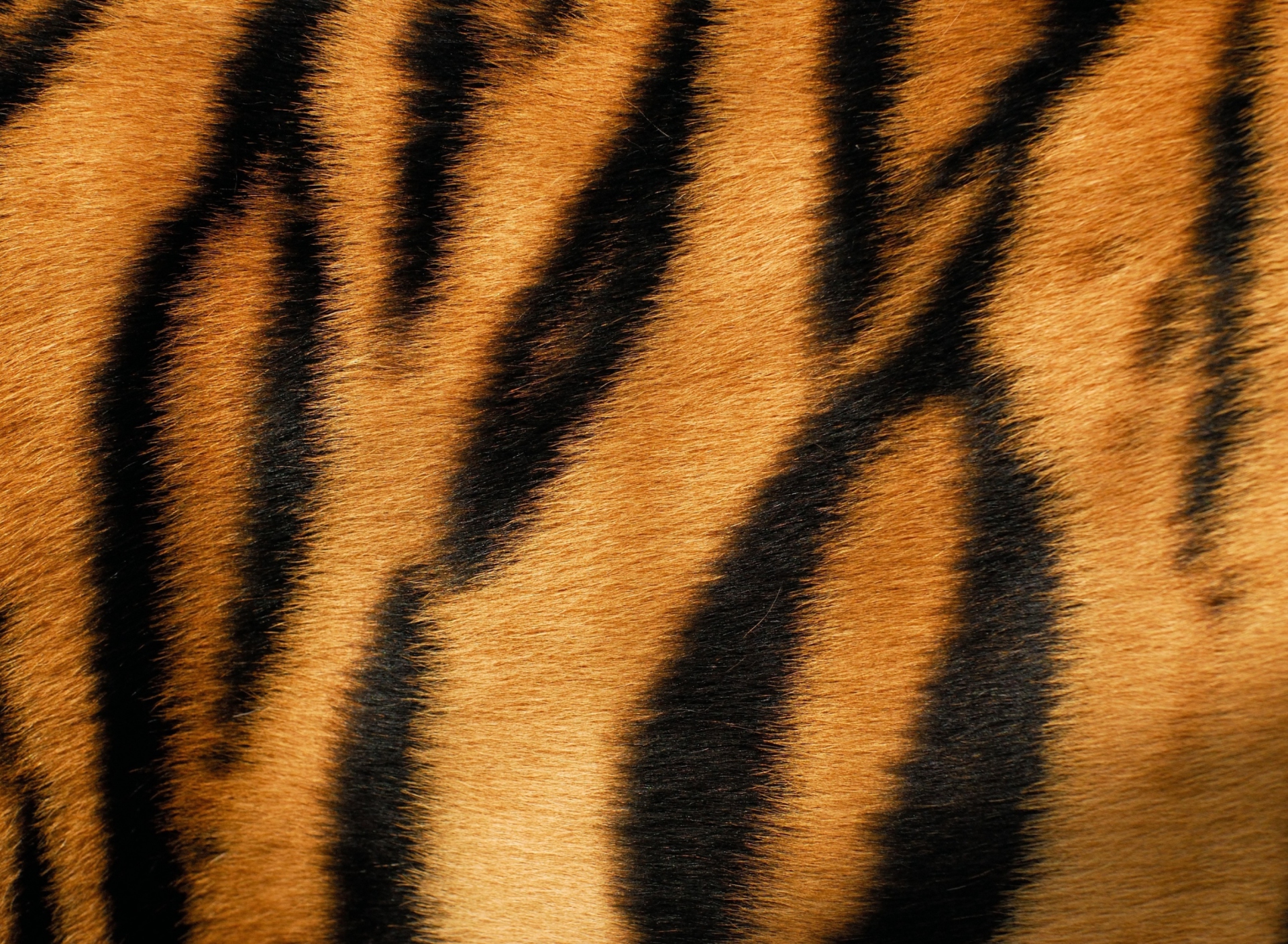 Fondo de pantalla Tiger 1920x1408