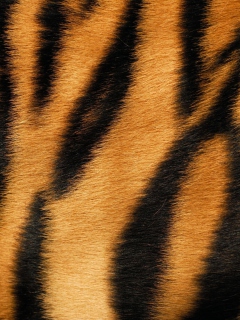 Tiger screenshot #1 240x320