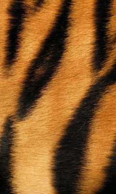 Das Tiger Wallpaper 240x400