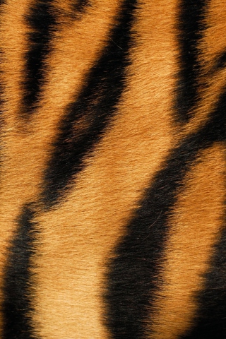 Fondo de pantalla Tiger 320x480