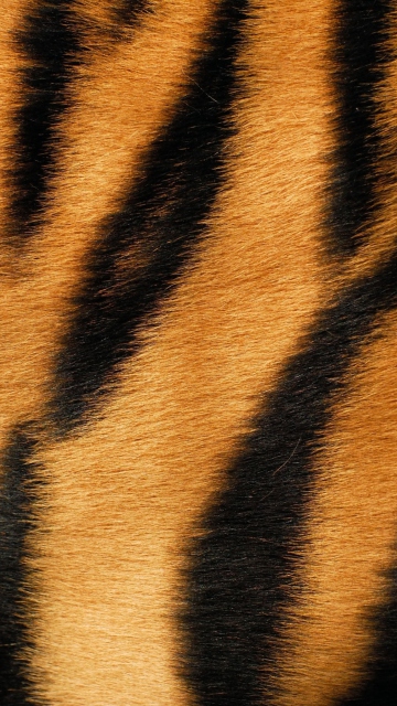 Tiger wallpaper 360x640