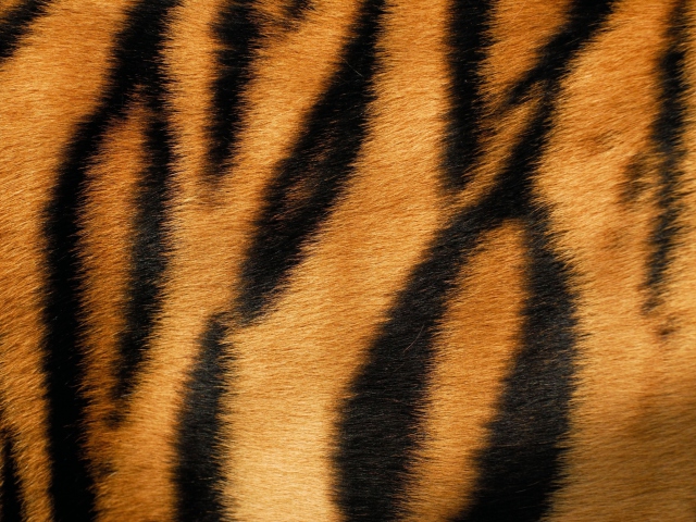 Das Tiger Wallpaper 640x480