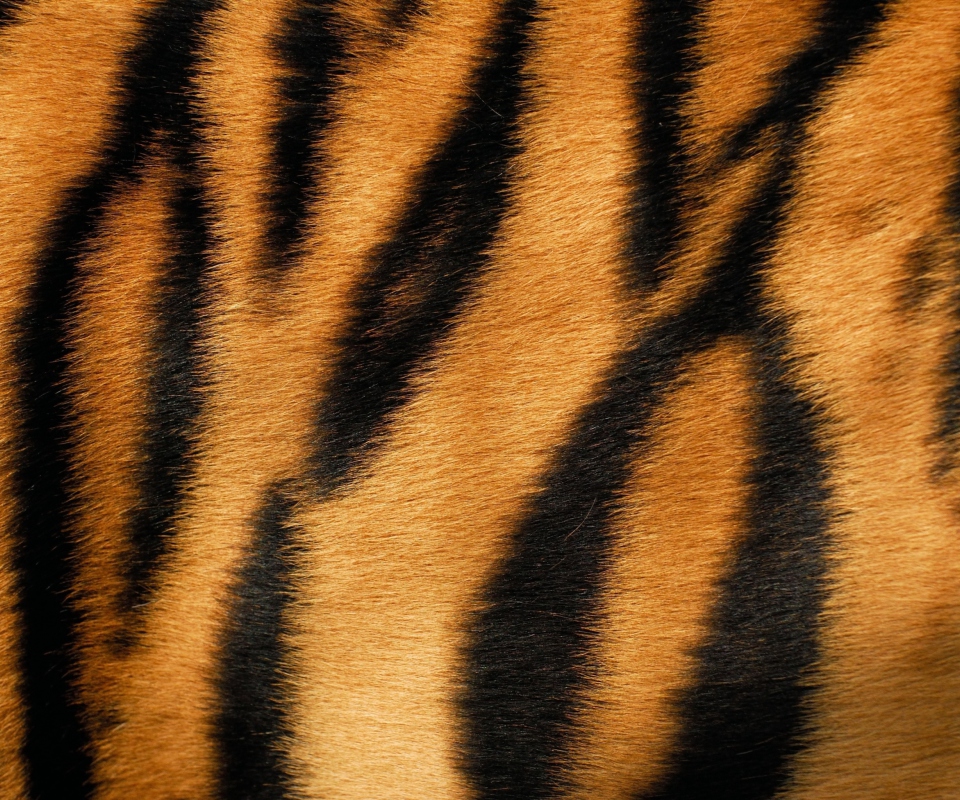 Tiger screenshot #1 960x800
