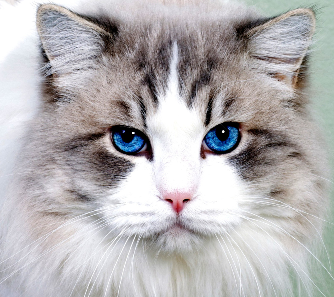 Persian Cat wallpaper 1080x960