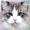 Persian Cat screenshot #1 128x128