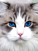 Persian Cat screenshot #1 132x176
