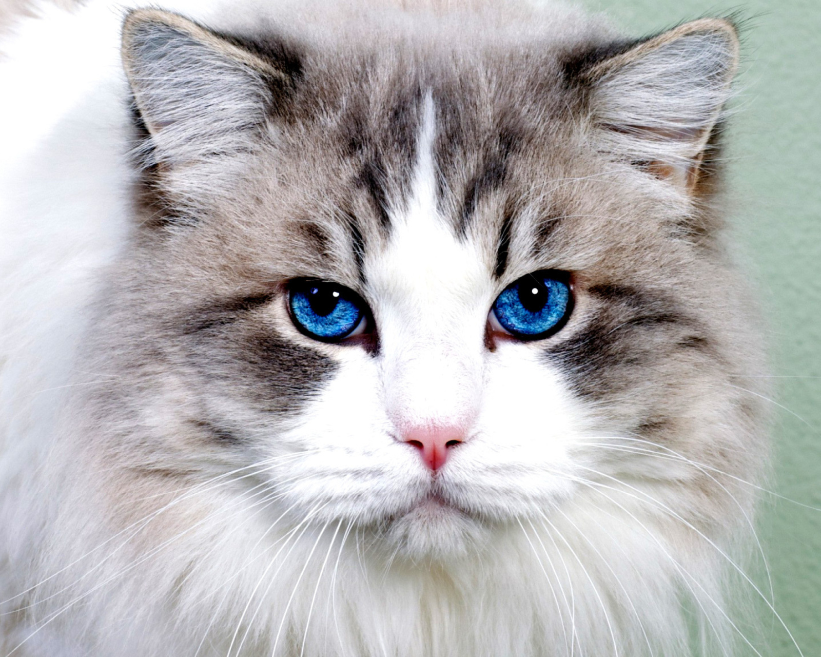 Persian Cat screenshot #1 1600x1280