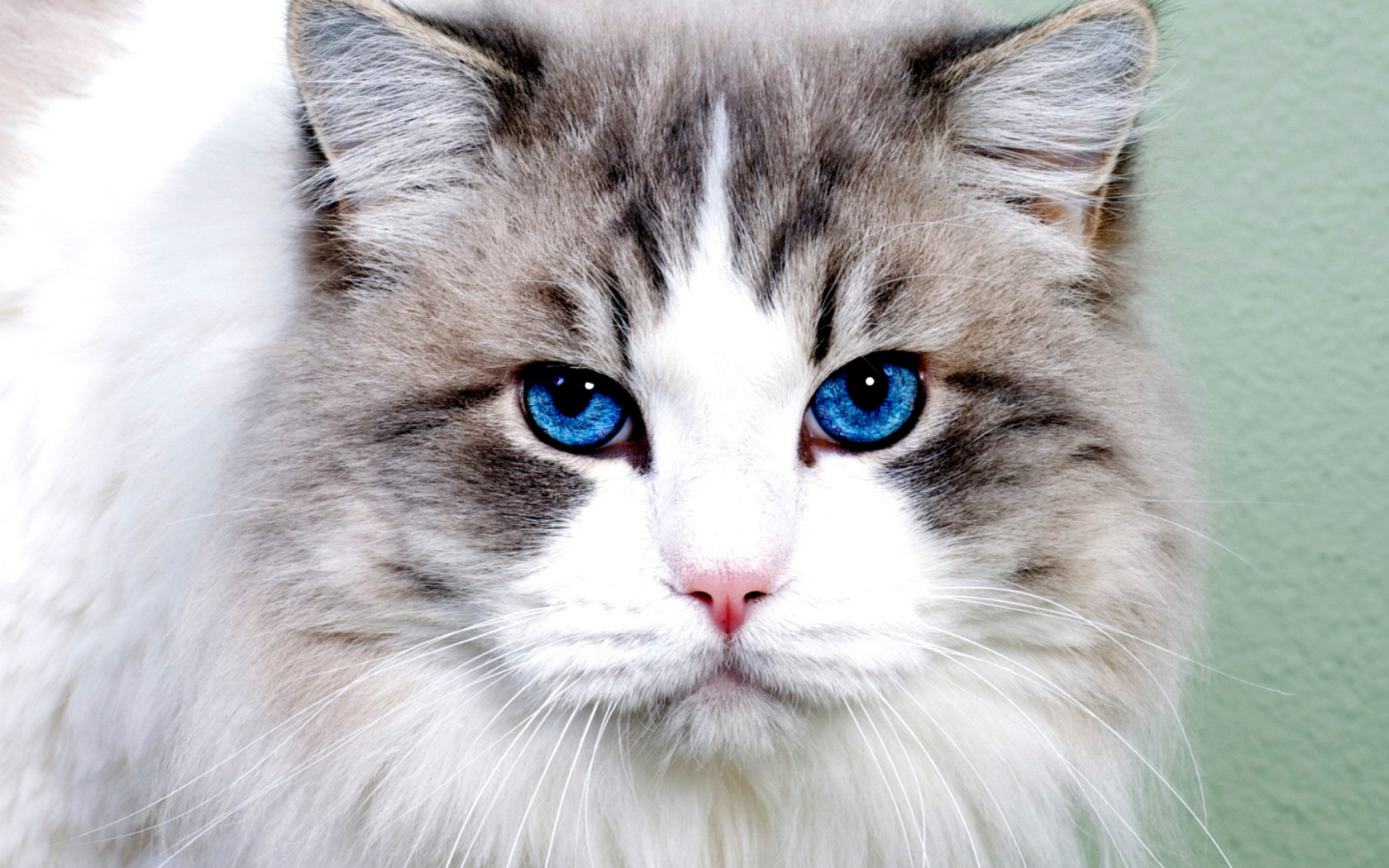 Persian Cat screenshot #1 1680x1050