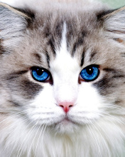 Persian Cat screenshot #1 176x220