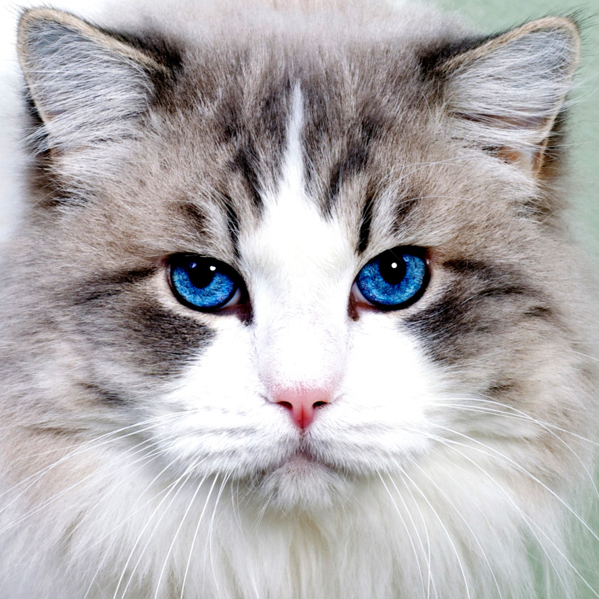 Persian Cat screenshot #1 2048x2048