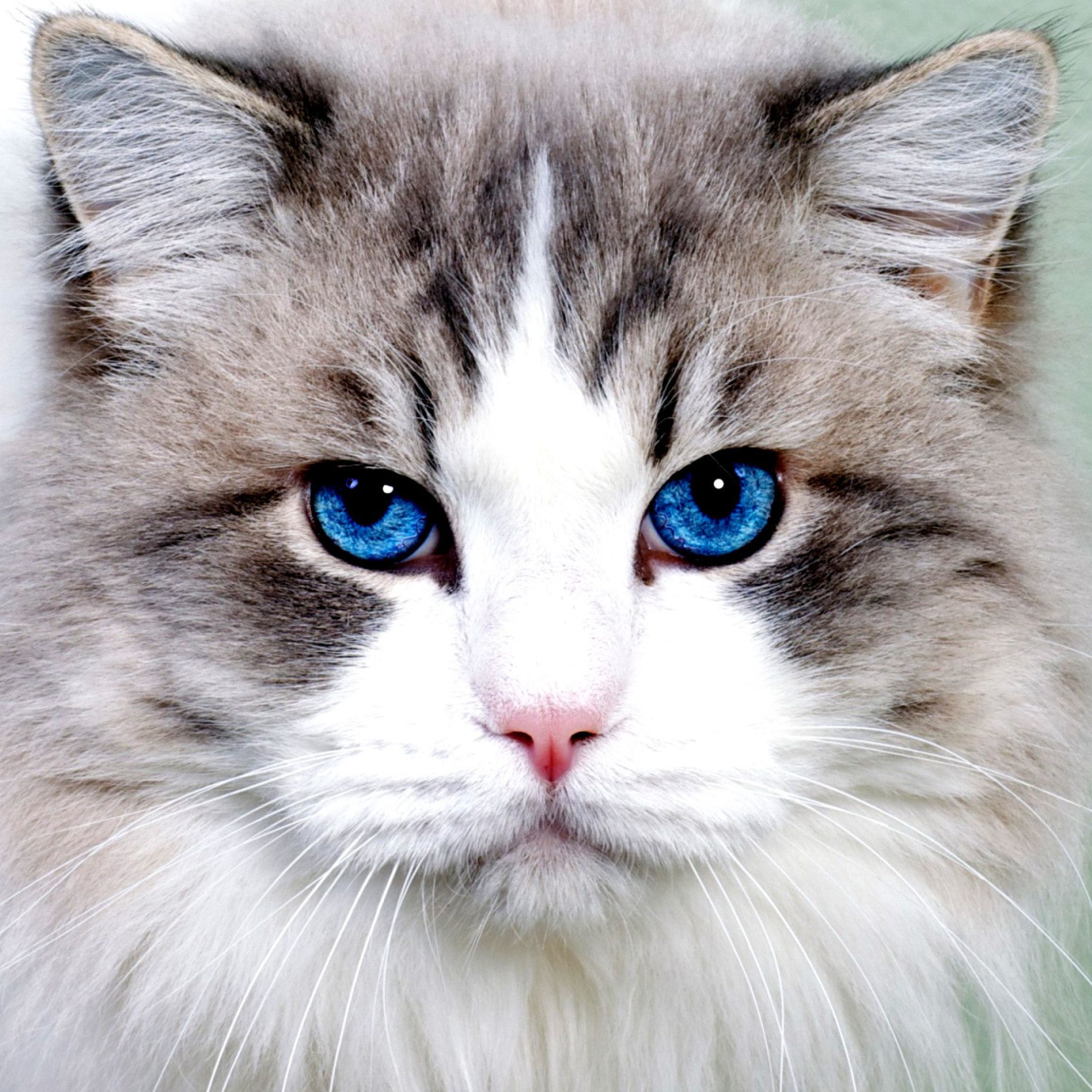 Das Persian Cat Wallpaper 2048x2048