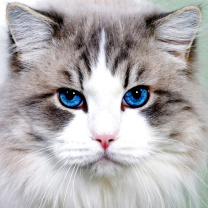 Persian Cat screenshot #1 208x208