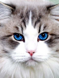 Persian Cat screenshot #1 240x320