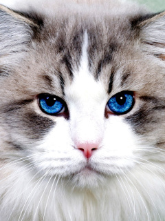 Persian Cat wallpaper 240x320