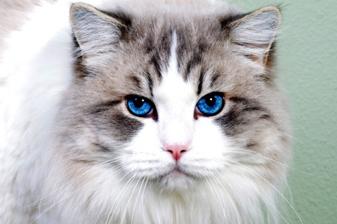 Persian Cat screenshot #1 480x320