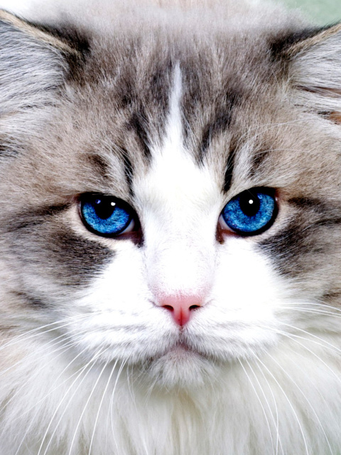 Persian Cat screenshot #1 480x640
