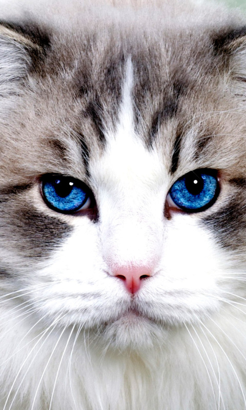 Persian Cat screenshot #1 480x800