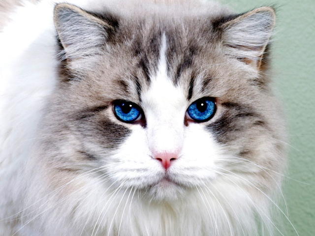 Das Persian Cat Wallpaper 640x480