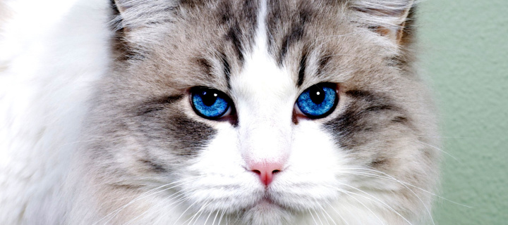 Persian Cat screenshot #1 720x320