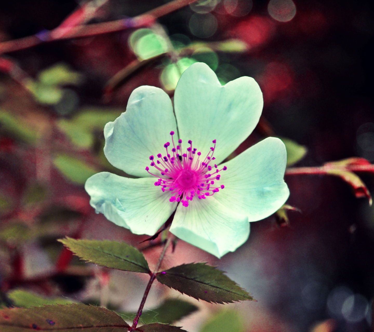 Screenshot №1 pro téma Flower 1440x1280