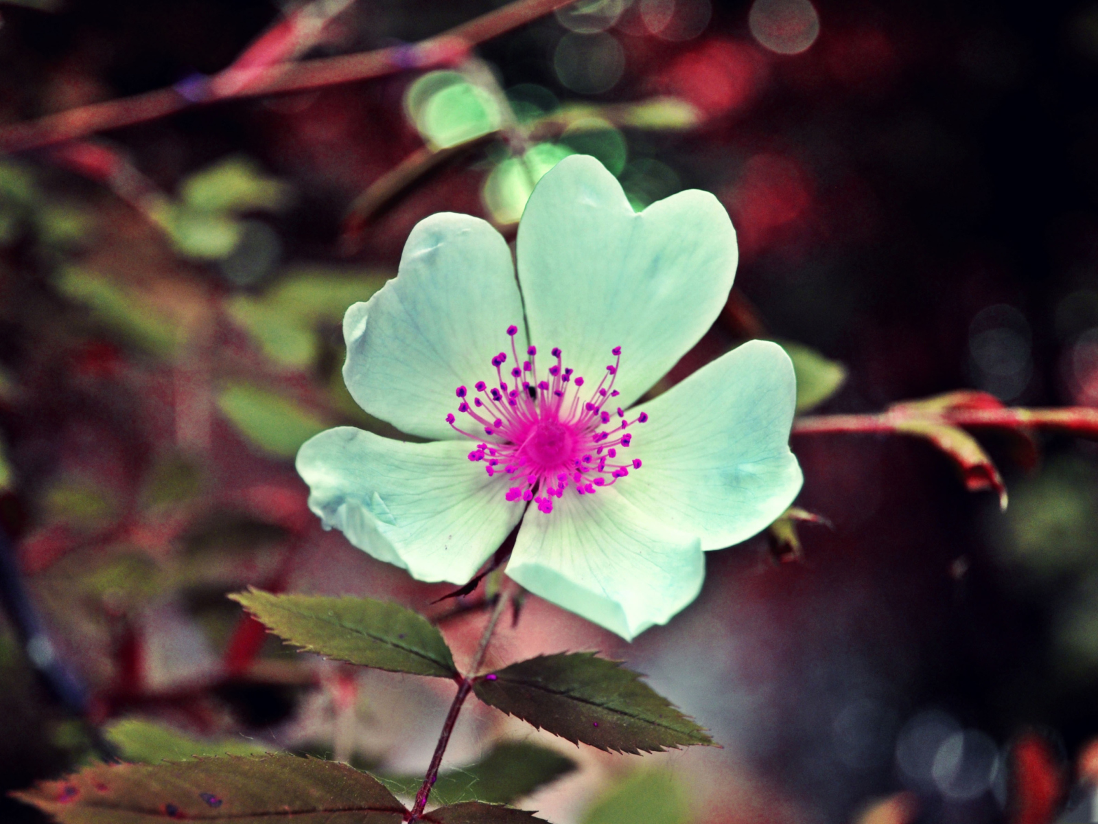 Flower screenshot #1 1600x1200