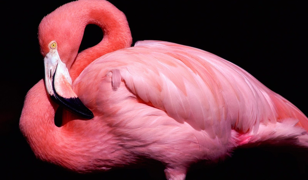 Pink Flamingo Posing screenshot #1 1024x600