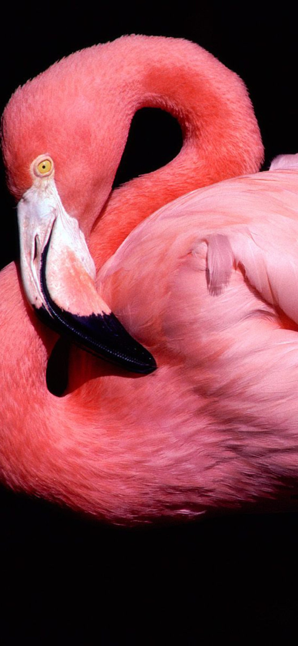Fondo de pantalla Pink Flamingo Posing 1170x2532