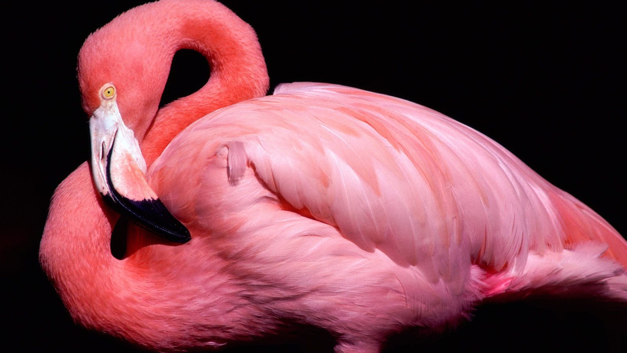 Das Pink Flamingo Posing Wallpaper 1280x720