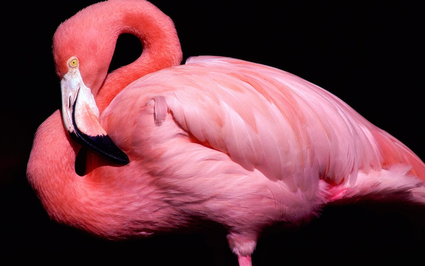 Das Pink Flamingo Posing Wallpaper 1440x900